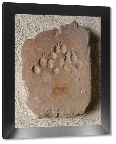 Roman tile with dog paw imprint K030449