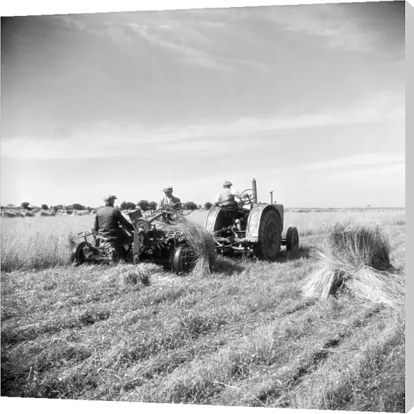 Harvesting flax, Norfolk a98_09093