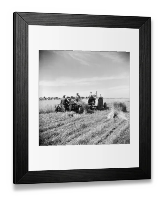 Framed Print : Harvesting flax, Norfolk a98_09093