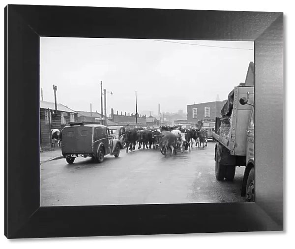 Driven cattle, Norfolk a98_11670