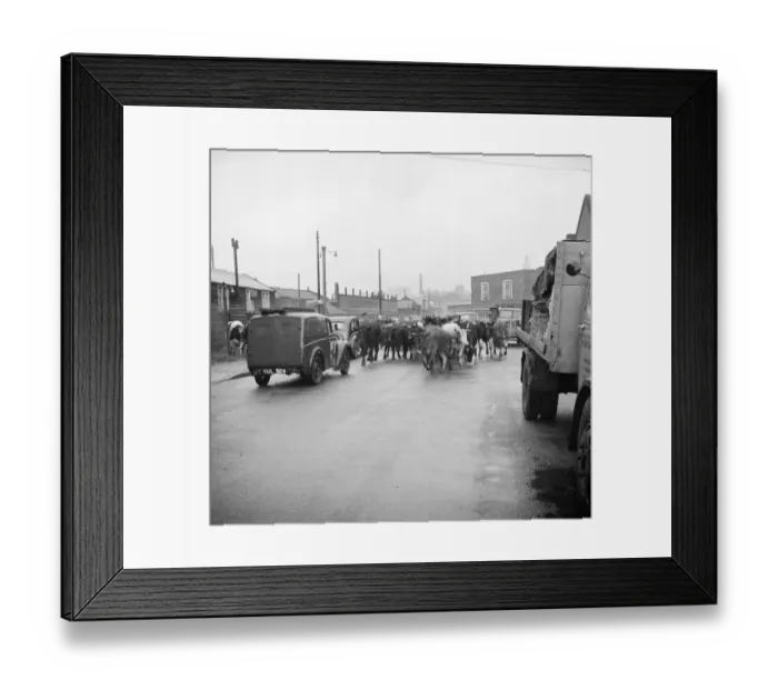 Framed Print : Driven cattle, Norfolk a98_11670