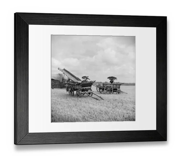 Framed Print : Farm wagons, Norfolk a98_15161 Framed Print : Farm wagons, Norfolk a98_15161