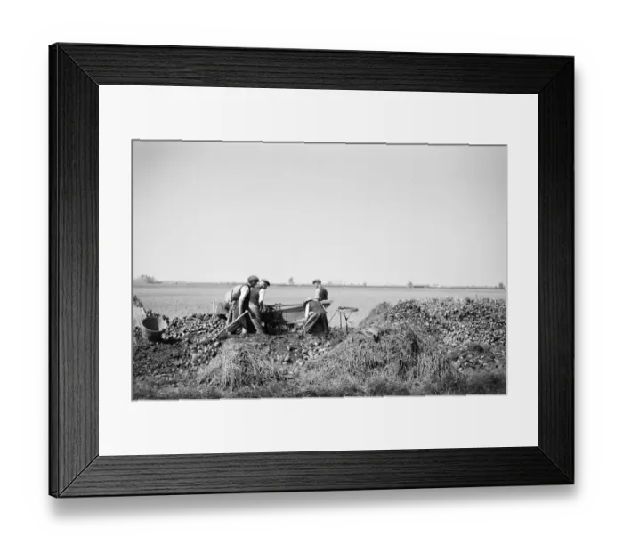 Framed Print : Potato riddling, Norfolk a98_09647