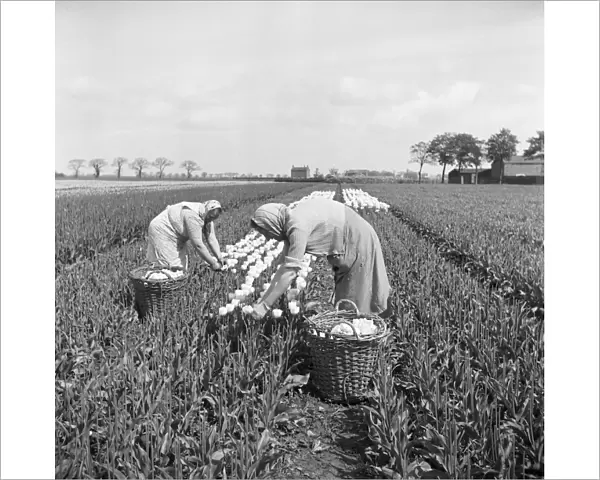 Tulip picking, Lincolnshire a98_09310