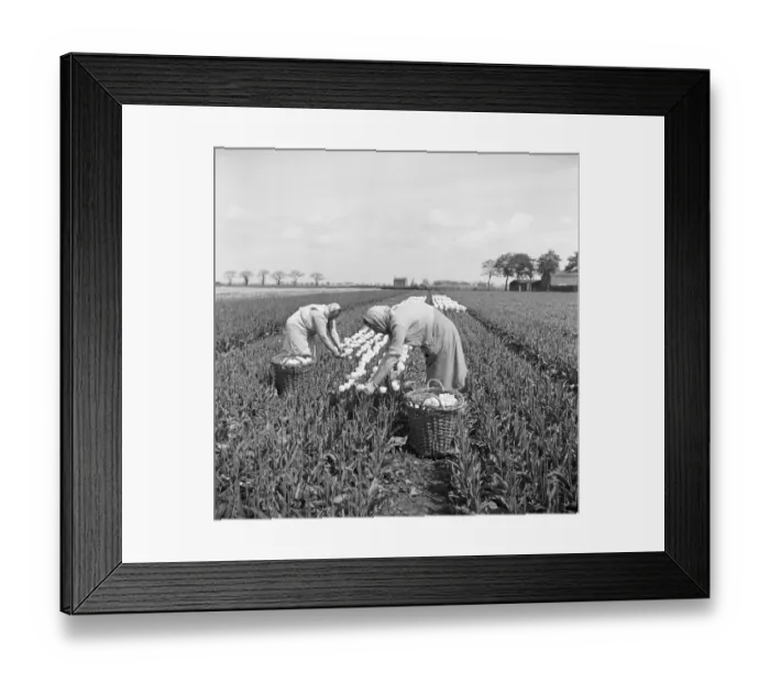 Framed Print : Tulip picking, Lincolnshire a98_09310 Framed Print : Tulip picking, Lincolnshire a98_09310
