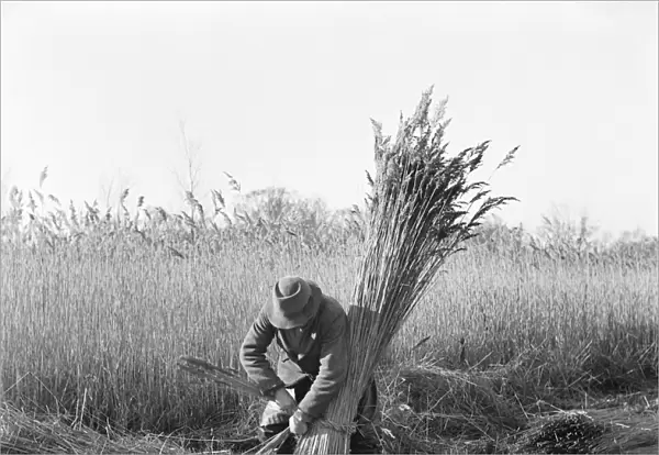 Reed cutting, Norfolk a98_07731