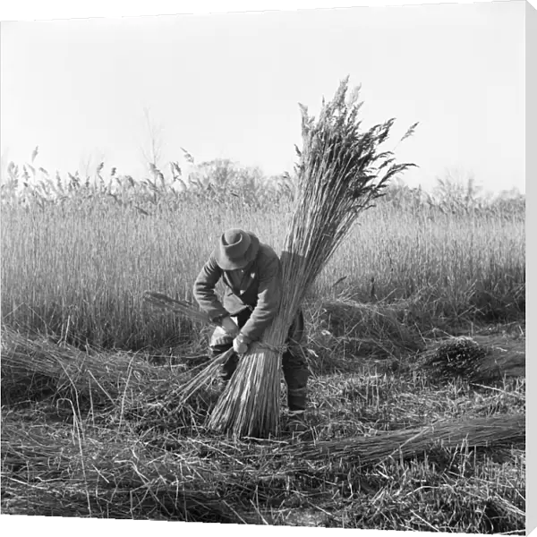 Reed cutting, Norfolk a98_07731
