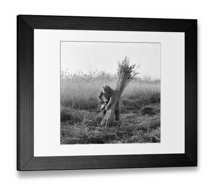 Framed Print : Reed cutting, Norfolk a98_07731