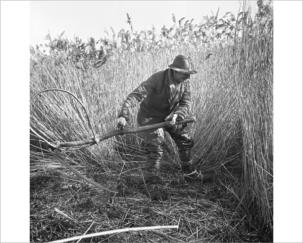 Reed cutting, Norfolk a98_07734