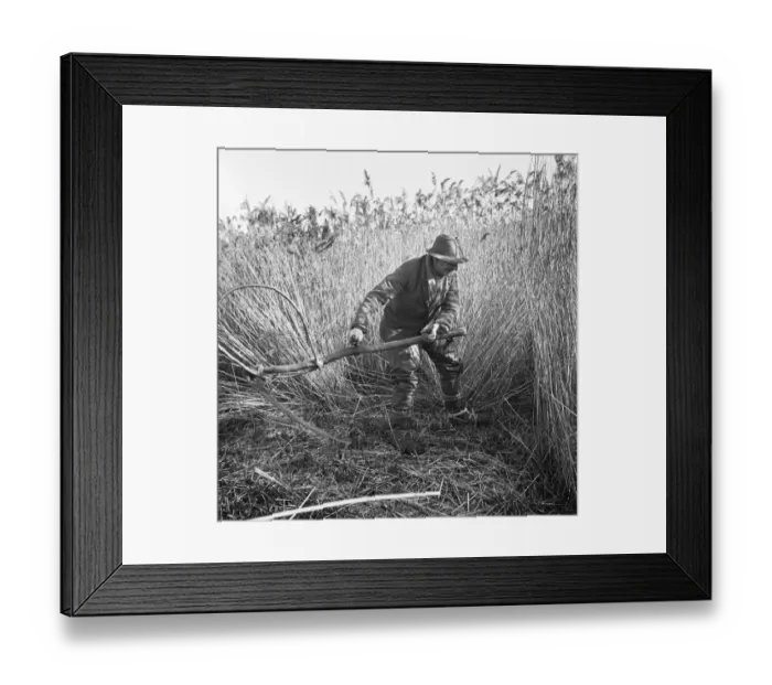 Framed Print : Reed cutting, Norfolk a98_07734