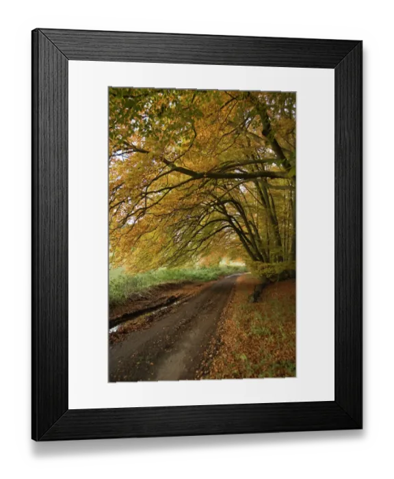 Framed Print : Country lane N080937 Framed Print : Country lane N080937