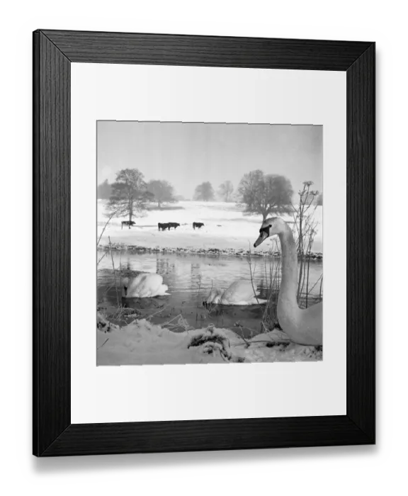 Framed Print : Swans a076252 Framed Print : Swans a076252