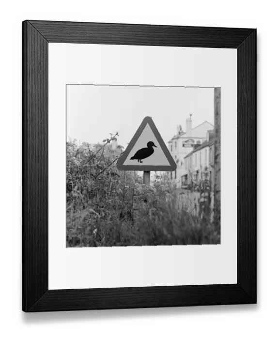Framed Print : Duck Crossing a087228