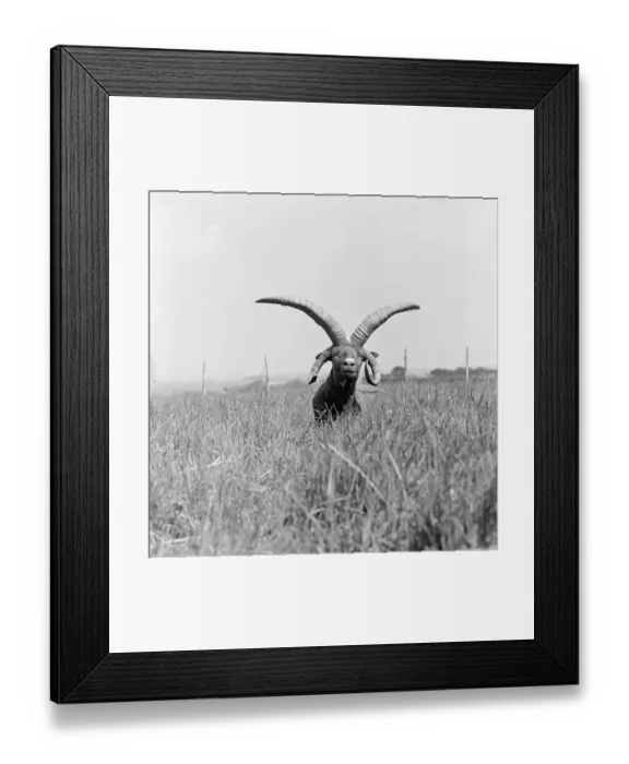Framed Print : Manx Loaghtan Sheep a091731 Framed Print : Manx Loaghtan Sheep a091731
