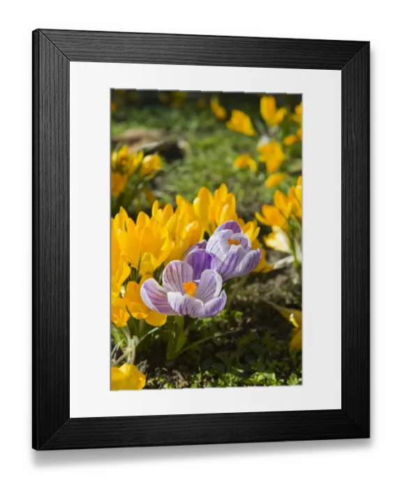 Framed Print : Crocuses DP074673