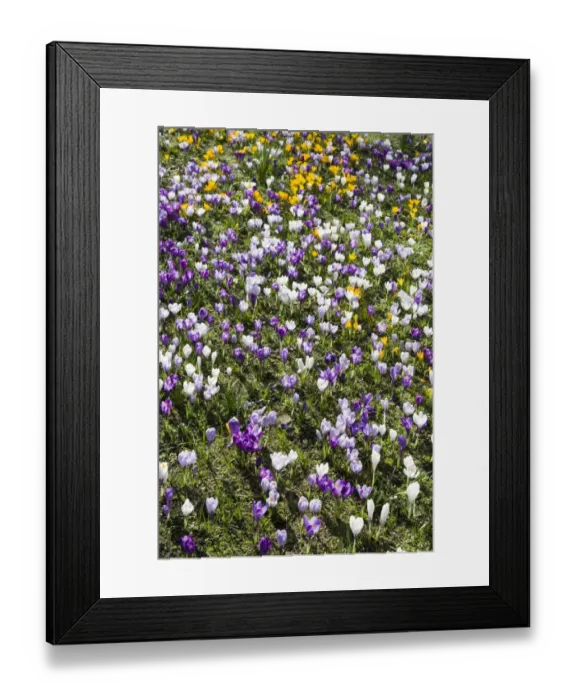 Framed Print : Crocuses DP074707