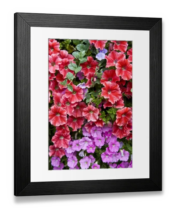 Framed Print : Petunia DP077203 Framed Print : Petunia DP077203