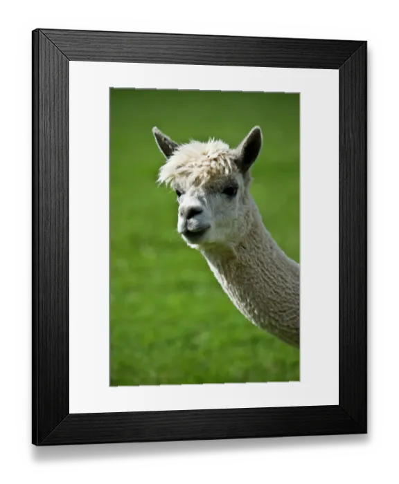 Framed Print : Llama DP077226 Framed Print : Llama DP077226