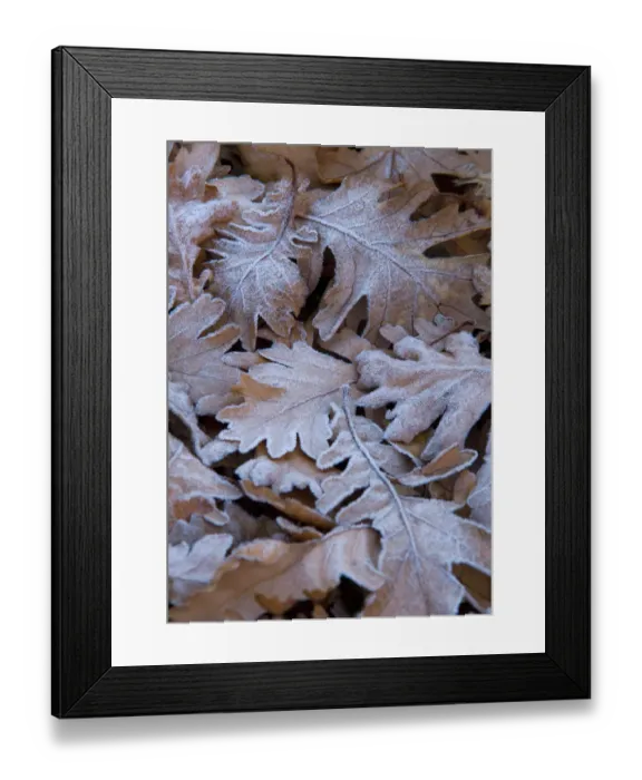 Framed Print : Oak leaves N080968 Framed Print : Oak leaves N080968