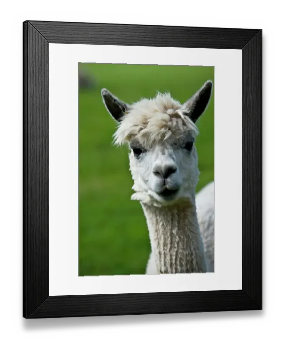 Framed Print : Llama DP077225