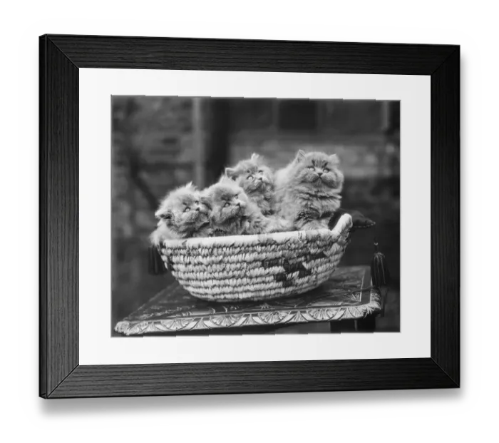 Framed Print : Basket of kittens WSA01_01_18931