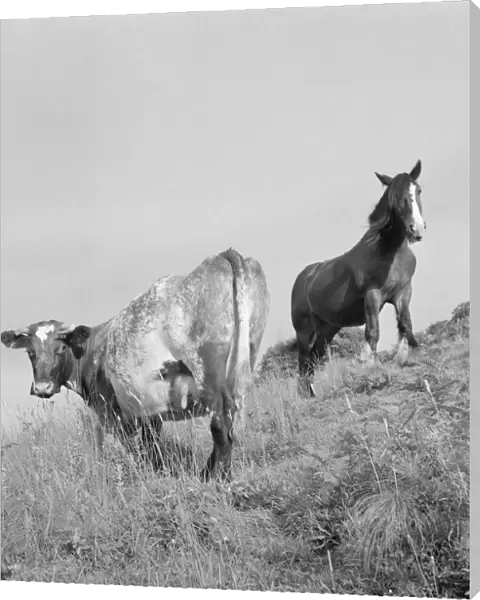 Cow and horse a079533