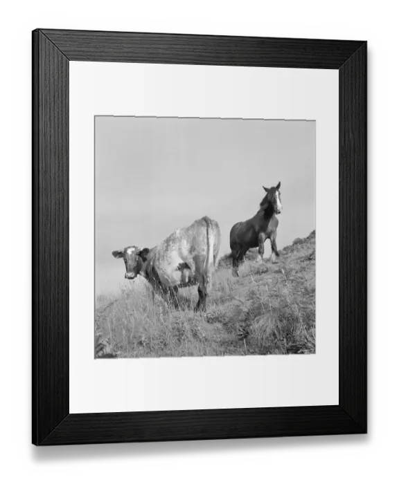 Framed Print : Cow and horse a079533