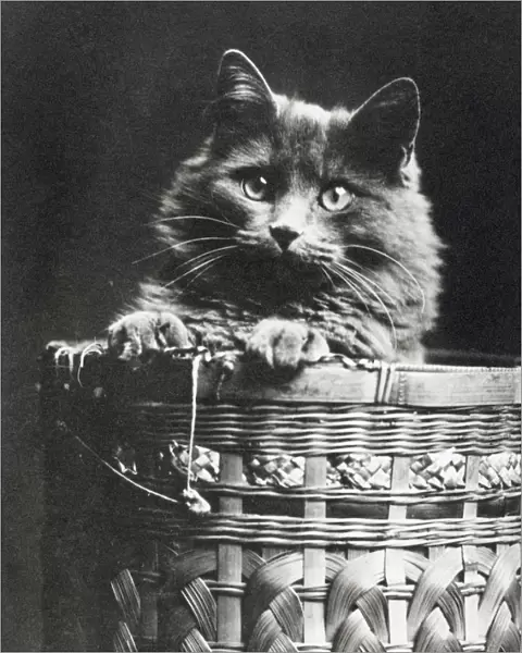 Cat in a basket SAM01_04_0036