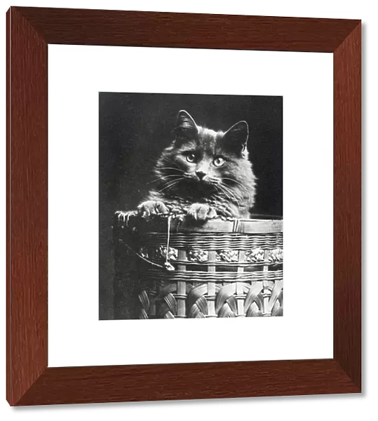 Cat in a basket SAM01_04_0036