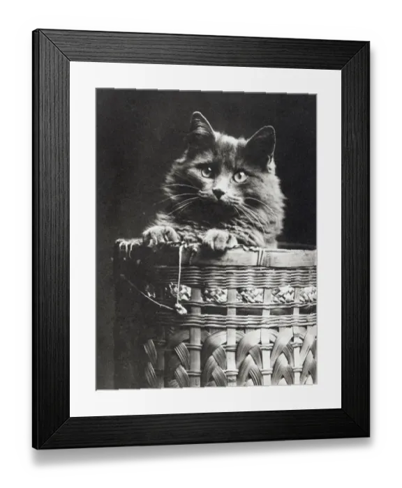 Framed Print : Cat in a basket SAM01_04_0036