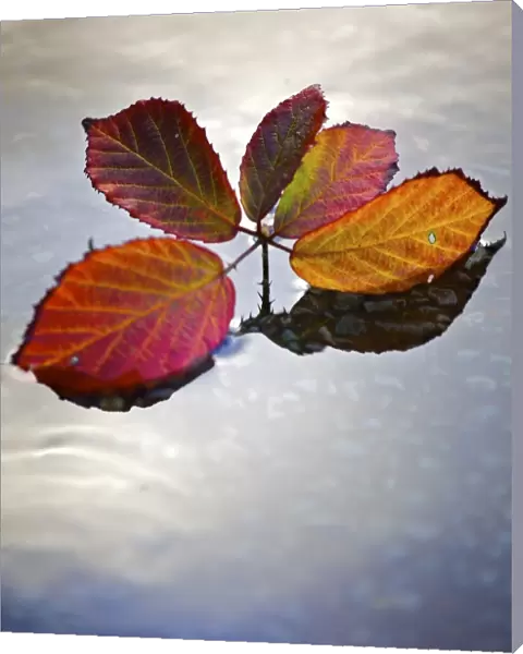 Autumn leaves N090375