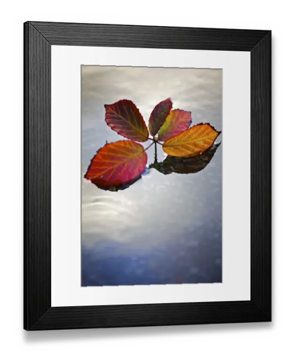 Framed Print : Autumn leaves N090375