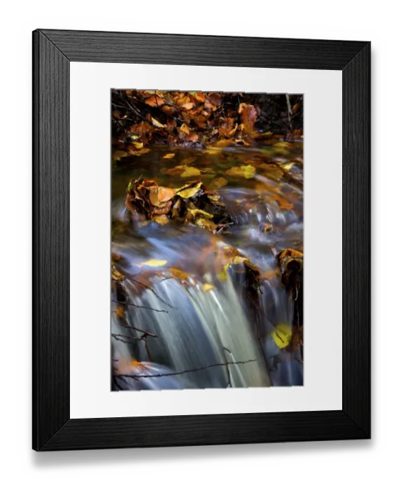 Framed Print : Autumn leaves N090376 Framed Print : Autumn leaves N090376