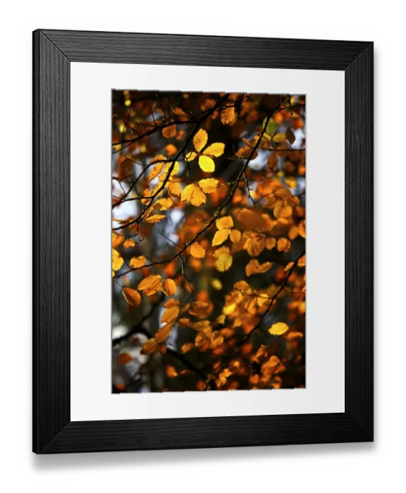 Framed Print : Autumn leaves N090378 Framed Print : Autumn leaves N090378