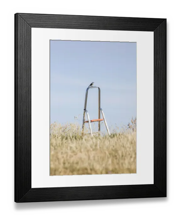 Framed Print : Song bird DP175745