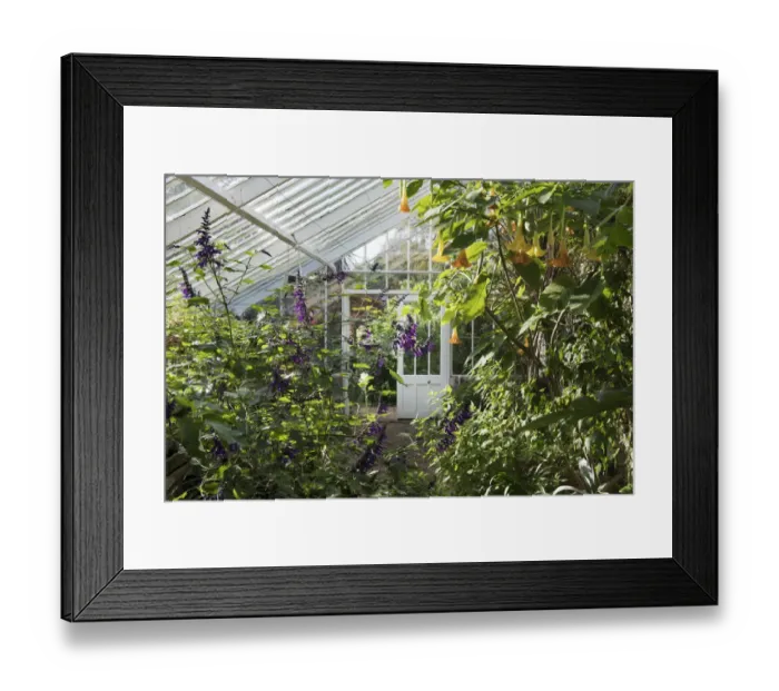 Framed Print : Greenhouse interior DP221742 Framed Print : Greenhouse interior DP221742
