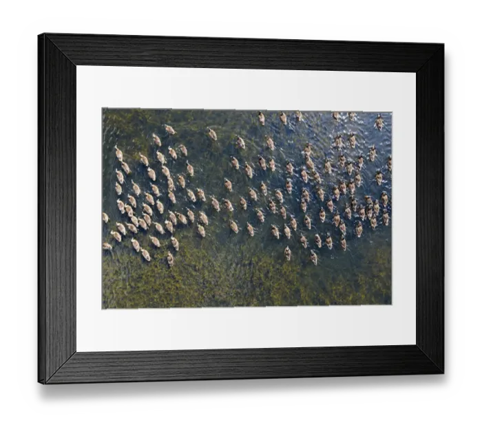 Framed Print : Ducks on water DP234177 Framed Print : Ducks on water DP234177