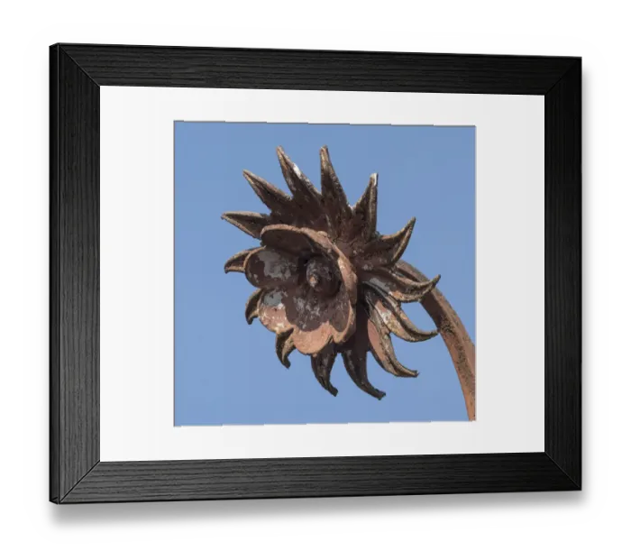 Framed Print : Iron flower DP235731