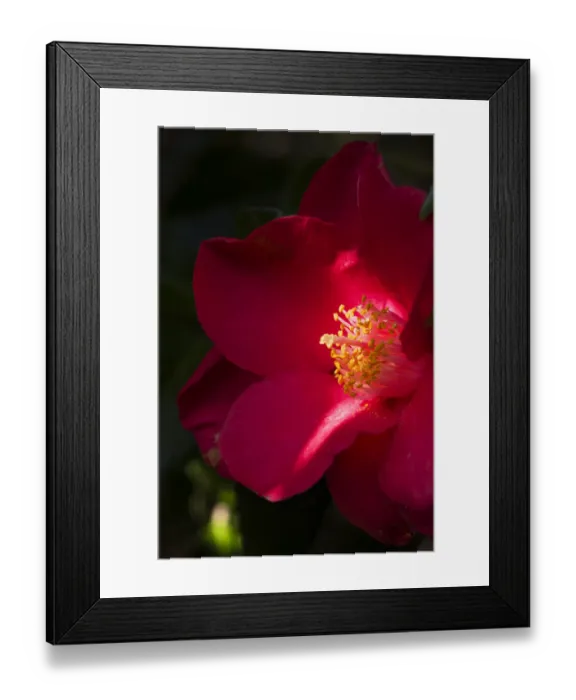 Framed Print : Camelia DP248131