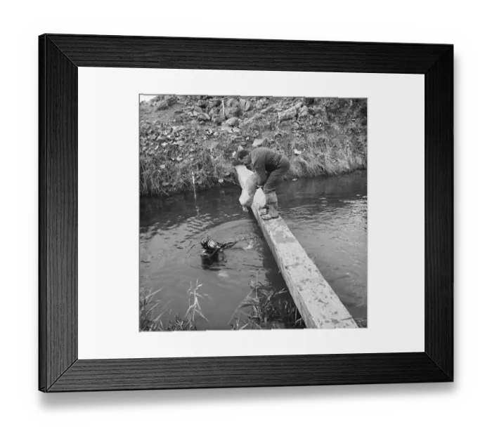 Framed Print : Diver JLP01_08_077160