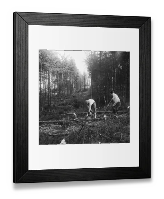 Framed Print : Tree clearance JLP01_08_059352a Framed Print : Tree clearance JLP01_08_059352a