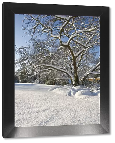Eltham snowscapes DP073273