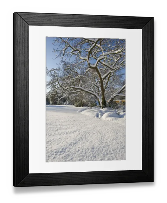 Framed Print : Eltham snowscapes DP073273