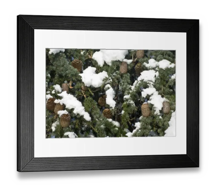 Framed Print : Eltham snowscapes DP073251