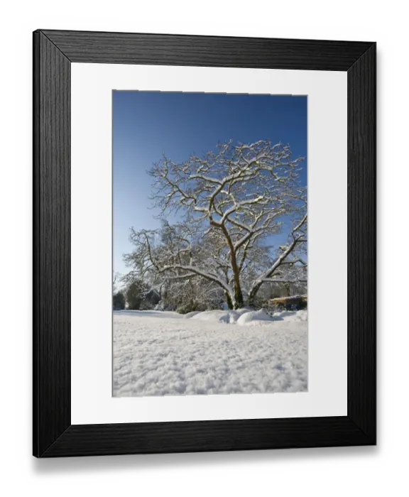 Framed Print : Eltham snowscapes DP073275