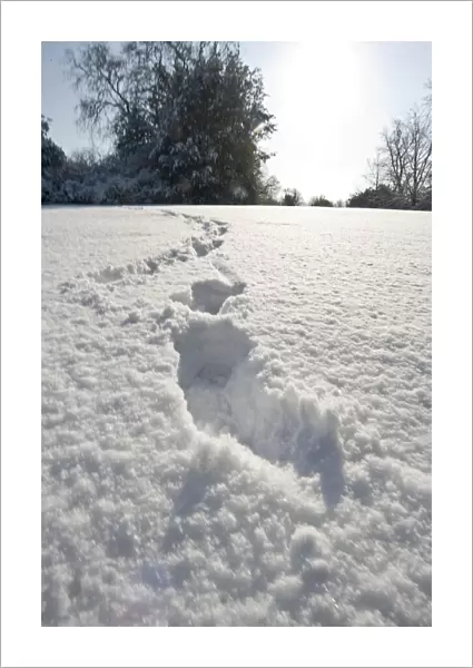 Eltham snowscapes DP073294