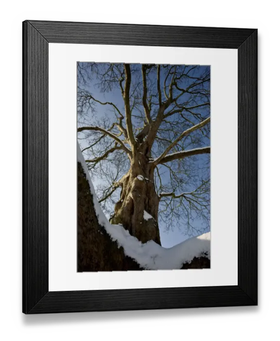 Framed Print : Eltham snowscapes DP073316