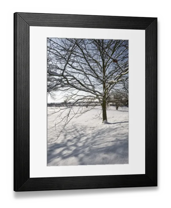 Framed Print : Eltham snowscapes DP073325 Framed Print : Eltham snowscapes DP073325