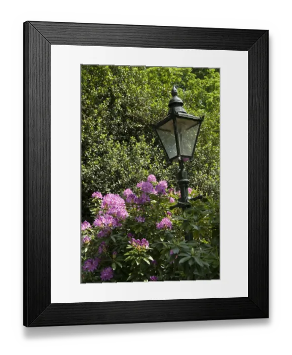 Framed Print : Flower lantern DP053975