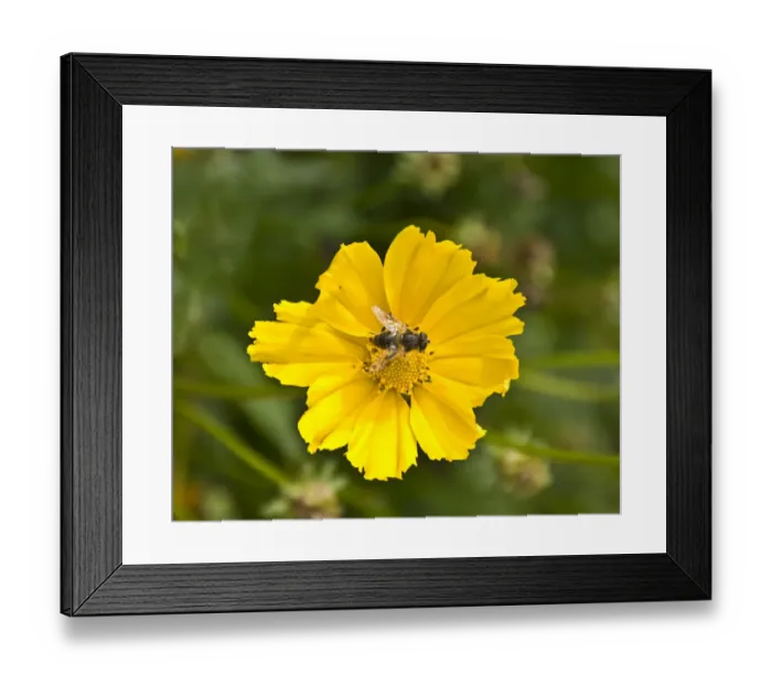 Framed Print : Bee on a flower DP068865 Framed Print : Bee on a flower DP068865